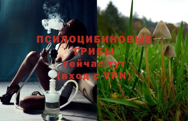 Псилоцибиновые грибы Psilocybe  Фокино 